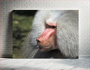 Πίνακας, Close-up of a Baboon Κοντινό πλάνο ενός μπαμπουίνου