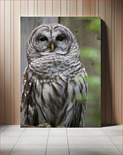 Πίνακας, Close-up of a Barred Owl Κοντινό πλάνο μιας φραγμένης κουκουβάγιας