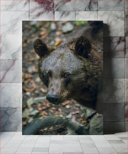 Πίνακας, Close-up of a Bear Κοντινό πλάνο μιας αρκούδας