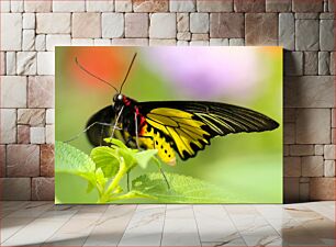 Πίνακας, Close-up of a Beautiful Butterfly Κοντινό πλάνο μιας όμορφης πεταλούδας