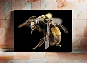 Πίνακας, Close-Up of a Bee Κοντινό πλάνο μιας μέλισσας
