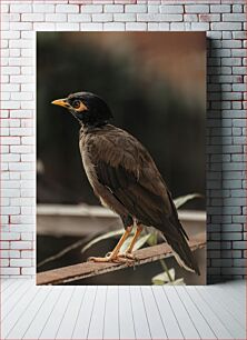 Πίνακας, Close-up of a Bird Κοντινό πλάνο ενός πουλιού