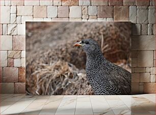 Πίνακας, Close-up of a Bird Κοντινό πλάνο ενός πουλιού