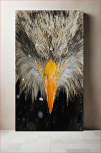 Πίνακας, Close-Up of a Bird of Prey Κοντινό πλάνο ενός αρπακτικού πουλιού