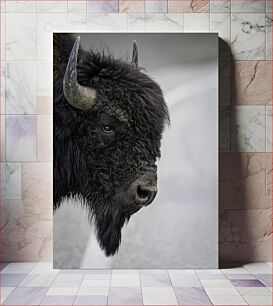 Πίνακας, Close-up of a Bison Κοντινό πλάνο ενός βίσωνα