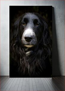 Πίνακας, Close-up of a Black and White Dog Κοντινό πλάνο ενός ασπρόμαυρου σκύλου