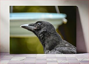 Πίνακας, Close-up of a Black Bird Κοντινό πλάνο ενός μαύρου πουλιού