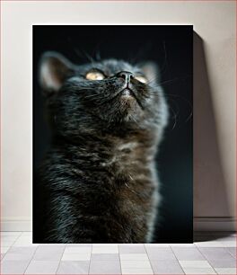 Πίνακας, Close-up of a Black Cat Κοντινό πλάνο μιας μαύρης γάτας