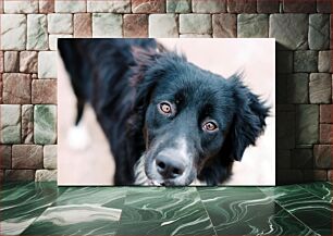 Πίνακας, Close-Up of a Black Dog Κοντινό πλάνο ενός μαύρου σκύλου