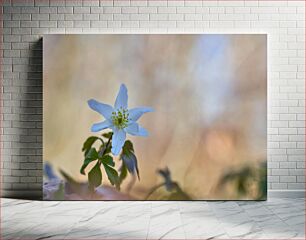 Πίνακας, Close-up of a Blooming Flower Κοντινό πλάνο ενός ανθισμένου λουλουδιού