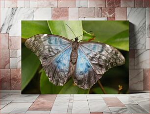 Πίνακας, Close-up of a Blue Butterfly Κοντινό πλάνο μιας μπλε πεταλούδας