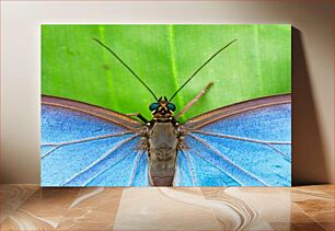 Πίνακας, Close-up of a Blue Butterfly Κοντινό πλάνο μιας μπλε πεταλούδας