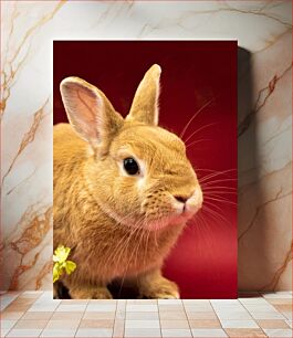 Πίνακας, Close-up of a Brown Rabbit Κοντινό πλάνο ενός καφέ κουνελιού