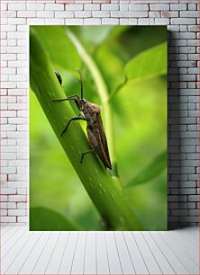 Πίνακας, Close-Up of a Bug on a Stem Κοντινό πλάνο ενός ζωύφιου σε ένα στέλεχος