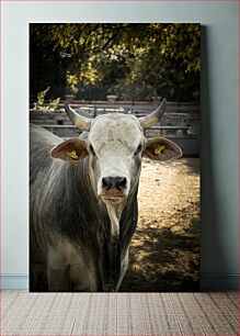 Πίνακας, Close-Up of a Bull Κοντινό πλάνο ενός ταύρου