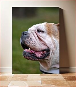 Πίνακας, Close-up of a Bulldog Κοντινό πλάνο ενός μπουλντόγκ