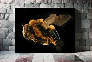 Πίνακας, Close-up of a Bumblebee Κοντινό πλάνο μιας μέλισσας