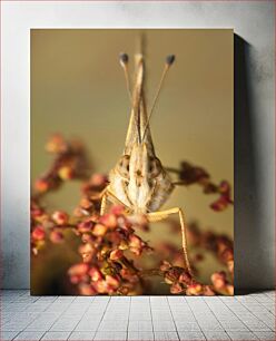 Πίνακας, Close-Up of a Butterfly Κοντινό πλάνο μιας πεταλούδας