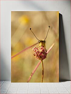 Πίνακας, Close-up of a Butterfly on Flower Κοντινό πλάνο μιας πεταλούδας στο λουλούδι