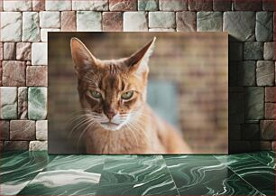 Πίνακας, Close-Up of a Cat Κοντινό πλάνο μιας γάτας
