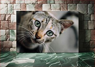 Πίνακας, Close-up of a Cat Κοντινό πλάνο μιας γάτας