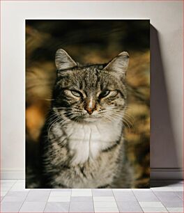 Πίνακας, Close-Up of a Cat Κοντινό πλάνο μιας γάτας