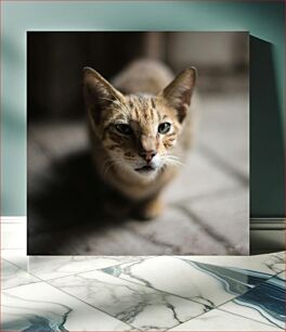 Πίνακας, Close-up of a Cat Κοντινό πλάνο μιας γάτας
