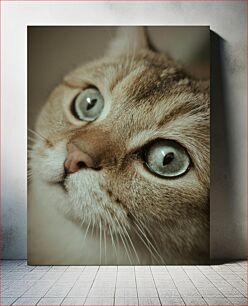 Πίνακας, Close-Up of a Cat's Face Κοντινό πλάνο του προσώπου μιας γάτας