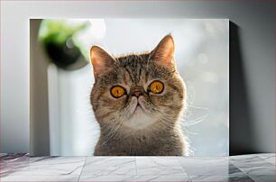 Πίνακας, Close-Up of a Cat with Amber Eyes Κοντινό πλάνο μιας γάτας με κεχριμπαρένια μάτια