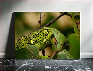 Πίνακας, Close-up of a Chameleon Κοντινό πλάνο ενός χαμαιλέοντα