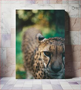 Πίνακας, Close-up of a Cheetah Κοντινό πλάνο ενός τσιτάχ