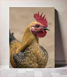 Πίνακας, Close-up of a Chicken Κοντινό πλάνο ενός κοτόπουλου