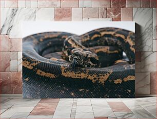 Πίνακας, Close-Up of a Coiled Snake Κοντινό πλάνο ενός κουλουριασμένου φιδιού