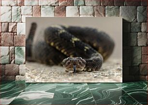 Πίνακας, Close-up of a Coiled Snake Κοντινό πλάνο ενός κουλουριασμένου φιδιού