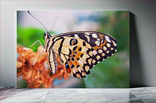 Πίνακας, Close-up of a Colorful Butterfly Κοντινό πλάνο μιας πολύχρωμης πεταλούδας