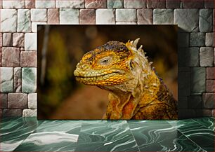 Πίνακας, Close-up of a Colorful Lizard Κοντινό πλάνο μιας πολύχρωμης σαύρας