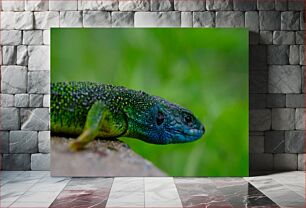 Πίνακας, Close-up of a Colorful Lizard Κοντινό πλάνο μιας πολύχρωμης σαύρας