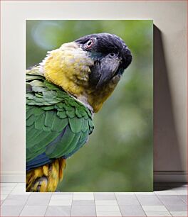Πίνακας, Close-up of a Colorful Parrot Κοντινό πλάνο ενός πολύχρωμου παπαγάλου
