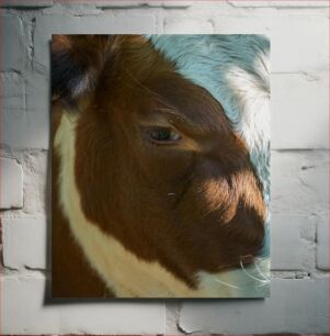 Πίνακας, Close-Up of a Cow Κοντινό πλάνο μιας αγελάδας
