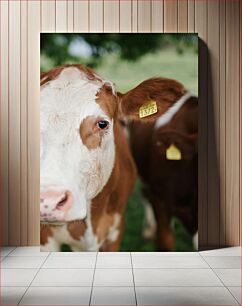 Πίνακας, Close-up of a Cow Κοντινό πλάνο μιας αγελάδας