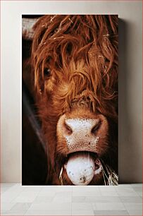 Πίνακας, Close-up of a Cow Κοντινό πλάνο μιας αγελάδας