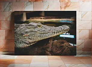 Πίνακας, Close-up of a Crocodile Κοντινό πλάνο ενός κροκόδειλου
