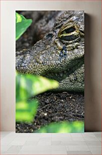 Πίνακας, Close-Up of a Crocodile Κοντινό πλάνο ενός κροκόδειλου