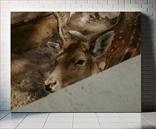 Πίνακας, Close-Up of a Deer Κοντινό πλάνο ενός ελαφιού