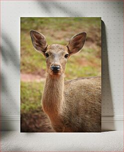Πίνακας, Close-up of a Deer Κοντινό πλάνο ενός ελαφιού