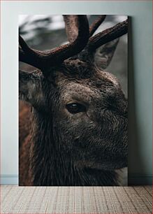 Πίνακας, Close-Up of a Deer Κοντινό πλάνο ενός ελαφιού