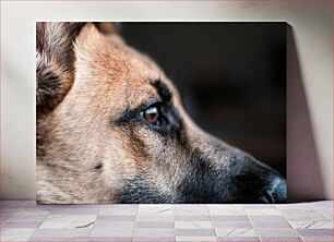 Πίνακας, Close-up of a Dog's Eye Κοντινό πλάνο του ματιού ενός σκύλου