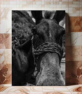 Πίνακας, Close-up of a Donkey in Black and White Κοντινό πλάνο ενός γαϊδάρου σε μαύρο και άσπρο