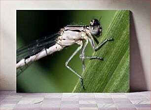 Πίνακας, Close-Up of a Dragonfly Κοντινό πλάνο μιας Dragonfly