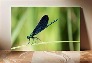Πίνακας, Close-up of a Dragonfly Κοντινό πλάνο μιας Dragonfly